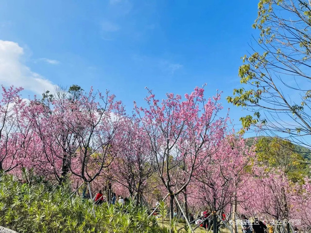 深圳小三洲塘樱花林