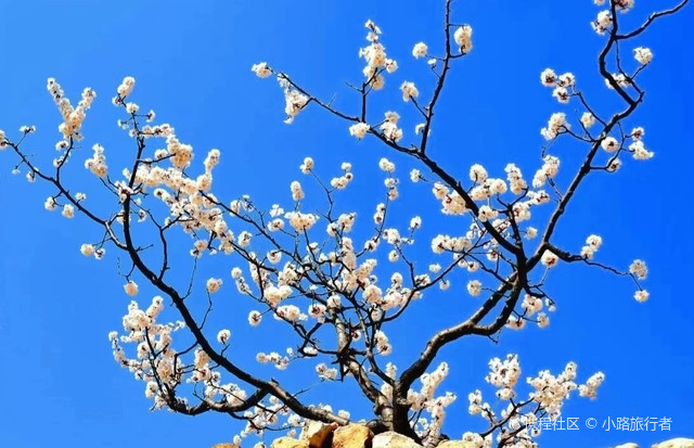 万亩杏花园