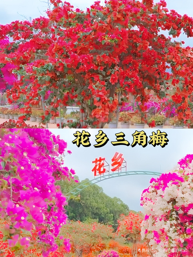 尖峰花乡