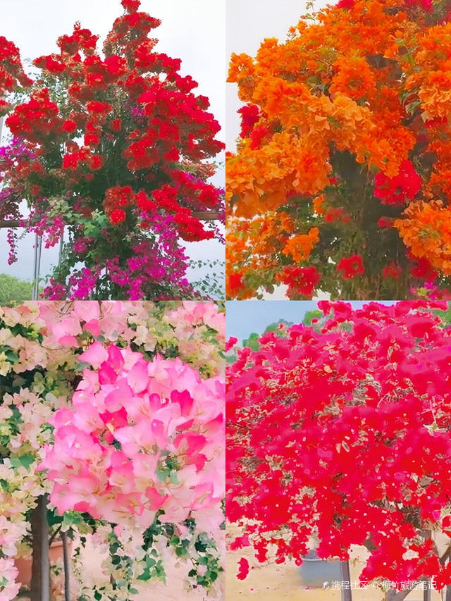 花乡三角梅风景区