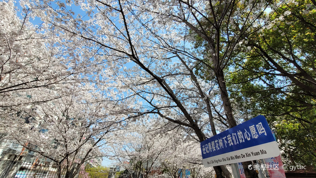 早樱花海