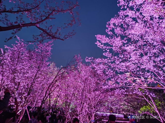樱花谷