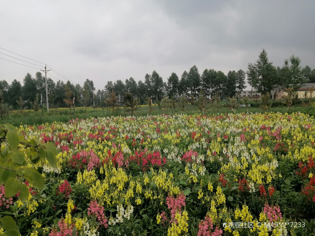 清海市互助县鲁冰花海