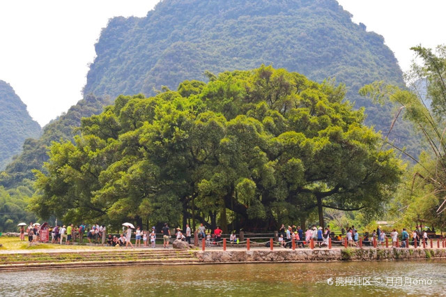 穆厝大榕树