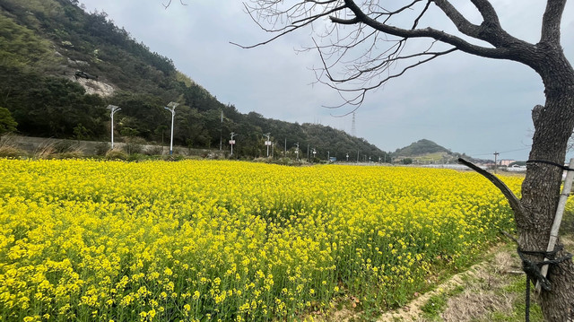 油菜海(白茆乡村旅游景点)