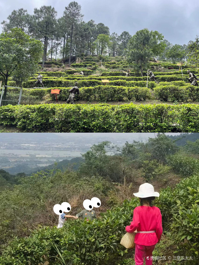 古劳生态茶园