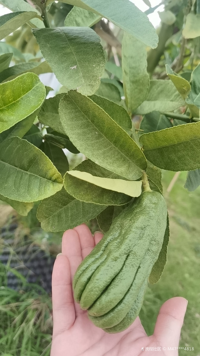 佛手果文旅生态园