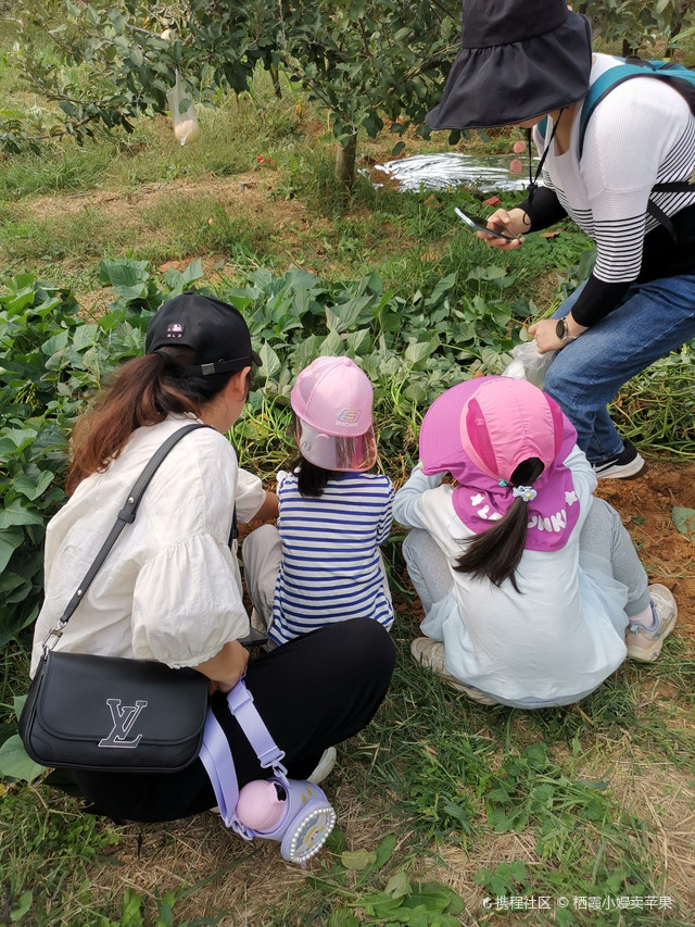 烟台栖霞苹果批发市场