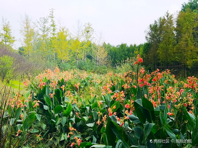 练江河湿地植物园