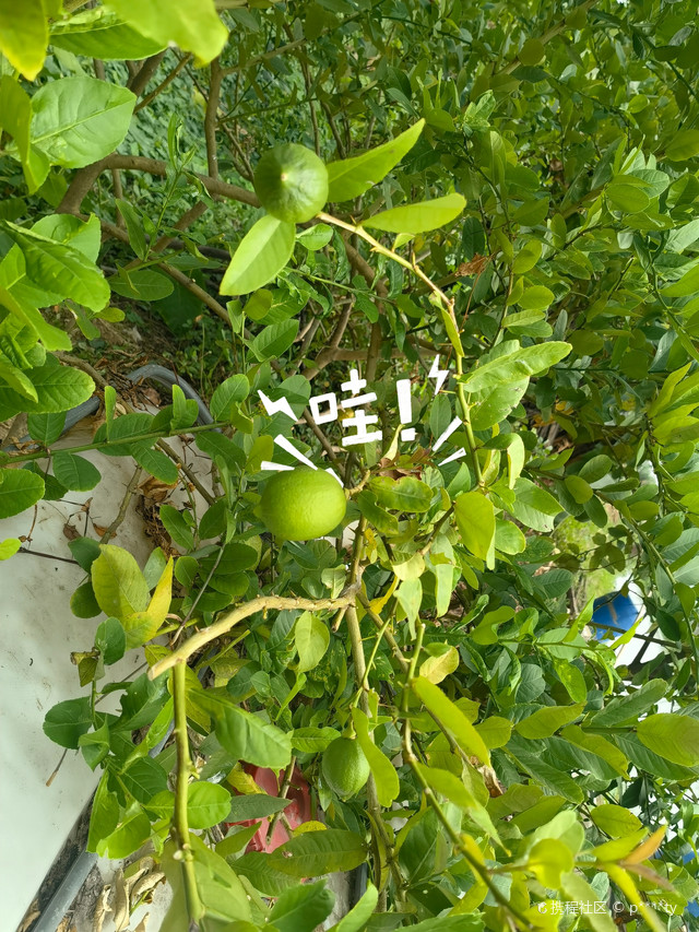 荷塘镇