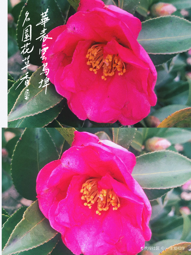 望海茶
