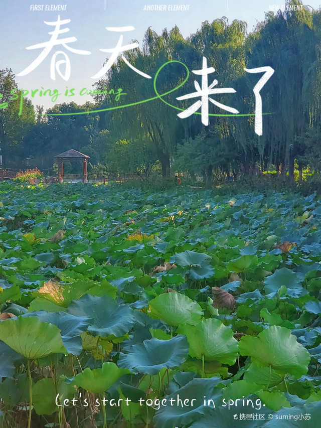 荷花公园