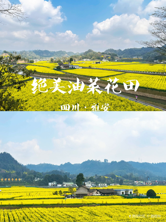 名山万亩粮经现代农业园区