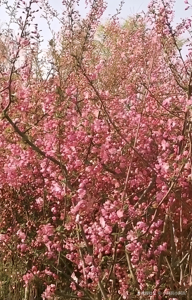 梅花山