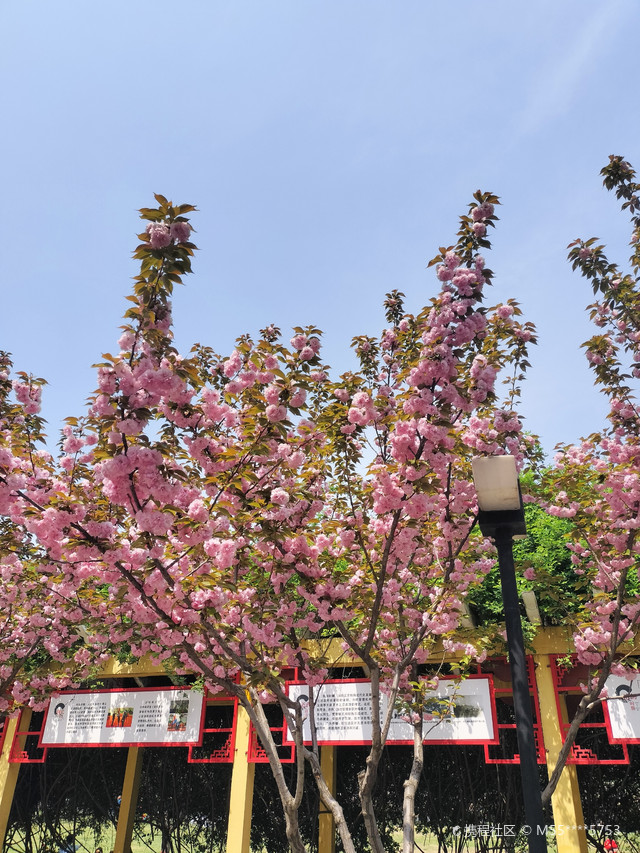 樱花园