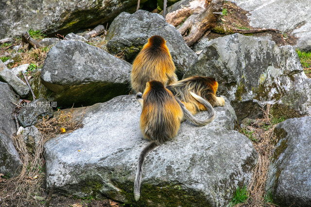 金丝猴大峡谷