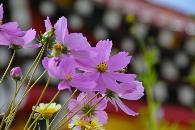 格桑梅朵花海