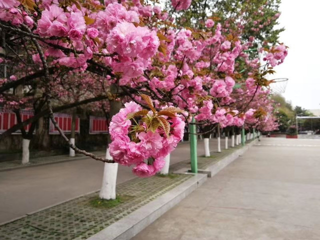 襄阳四中(新校区)