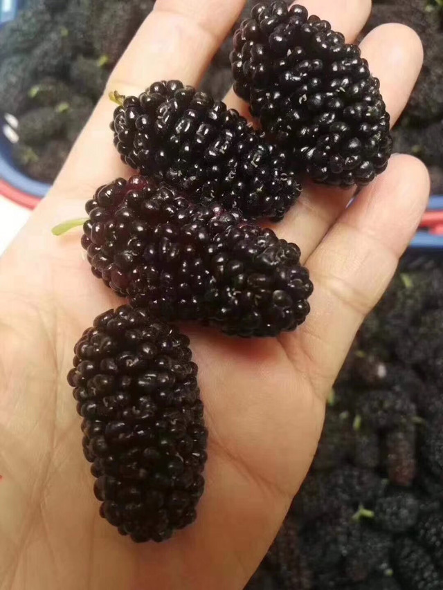 金灶镇