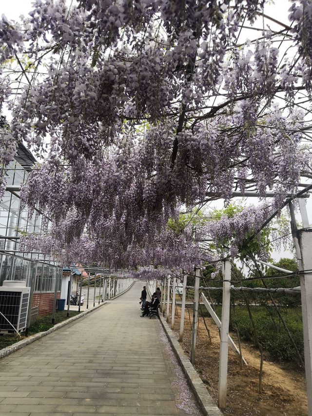张庙茶场