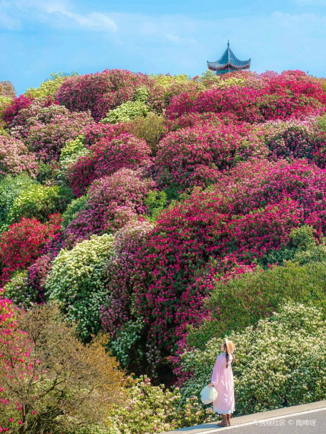 百里杜鹃花海文化城