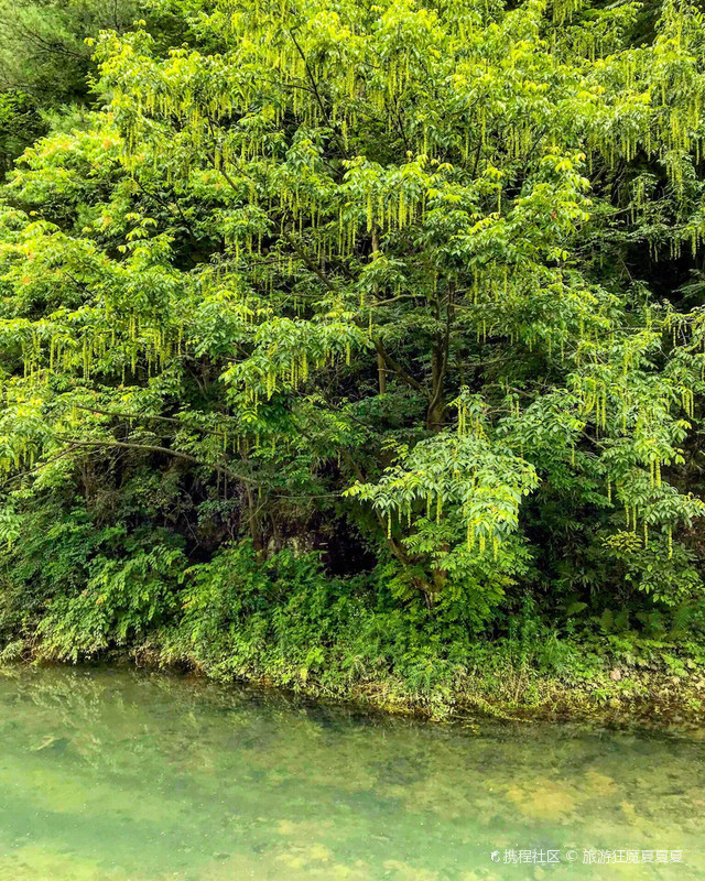 曾家山花千谷