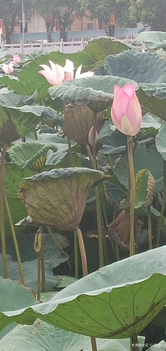 荷花池