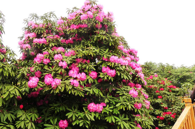中国百里杜鹃风景名胜区-索玛花桥