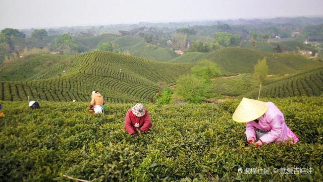 茶园山庄