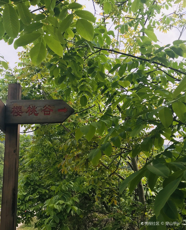 德阳市双东镇樱桃谷
