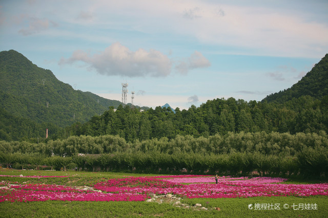 金水湾花海