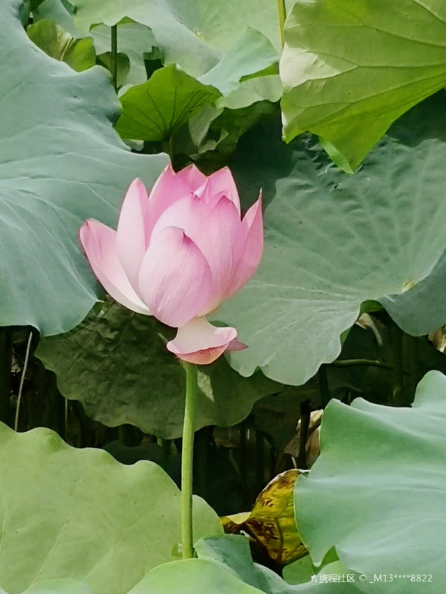 月亮湾生态园