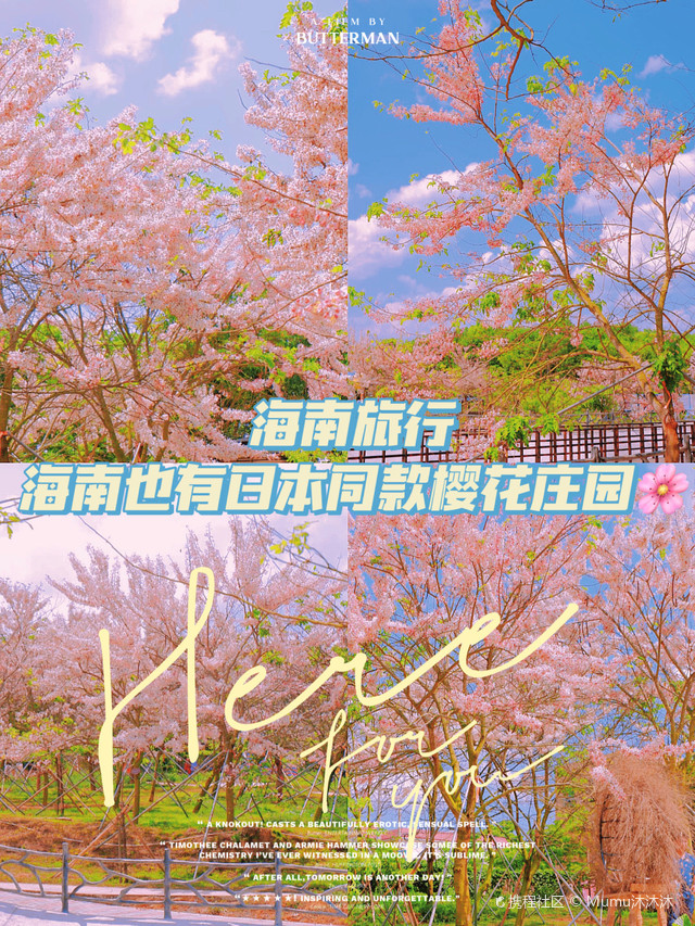 儋州蓝洋樱花庄园